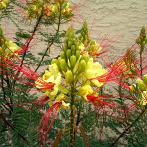 بذر درخت ابریشم مصری یا پرنده زرد بهشت (Caesalpinia gilliesii)