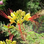 بذر درخت ابریشم مصری یا پرنده زرد بهشت (Caesalpinia gilliesii)