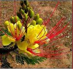 بذر درخت ابریشم مصری یا پرنده زرد بهشت (Caesalpinia gilliesii)
