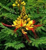 بذر درخت ابریشم مصری یا پرنده زرد بهشت (Caesalpinia gilliesii)