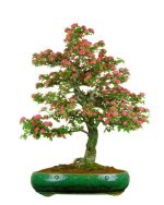 بذر بونسای (درختچه) زیبای زالزالک قرمز و زرد (Crataegus oxycantha)