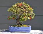 بذر بونسای (درختچه) زیبای زالزالک قرمز و زرد (Crataegus oxycantha)