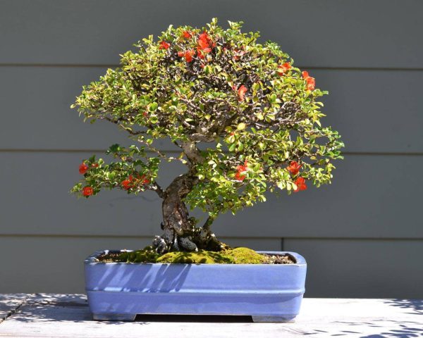 بذر بونسای (درختچه) زیبای زالزالک قرمز و زرد (Crataegus oxycantha)