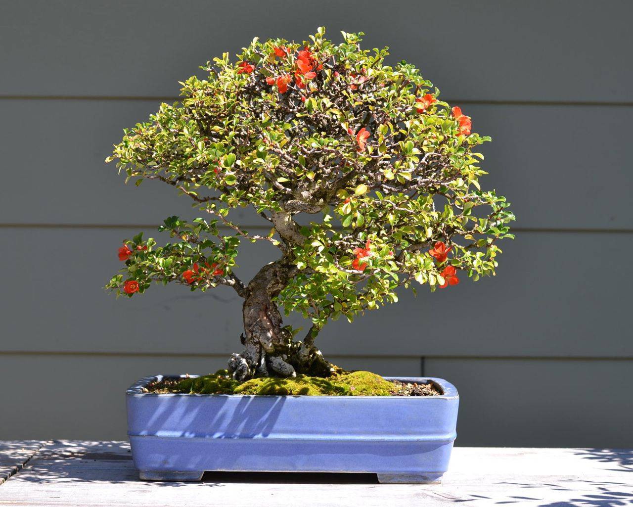 بذر بونسای (درختچه) زیبای زالزالک قرمز و زرد (Crataegus oxycantha)