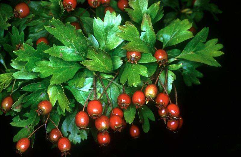 بذر بونسای (درختچه) زیبای زالزالک قرمز و زرد (Crataegus oxycantha)