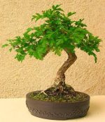 بذر بونسای (درختچه) زیبای زالزالک قرمز و زرد (Crataegus oxycantha)