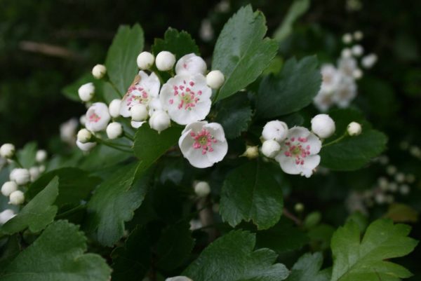 بذر بونسای (درختچه) زیبای زالزالک قرمز و زرد (Crataegus oxycantha)