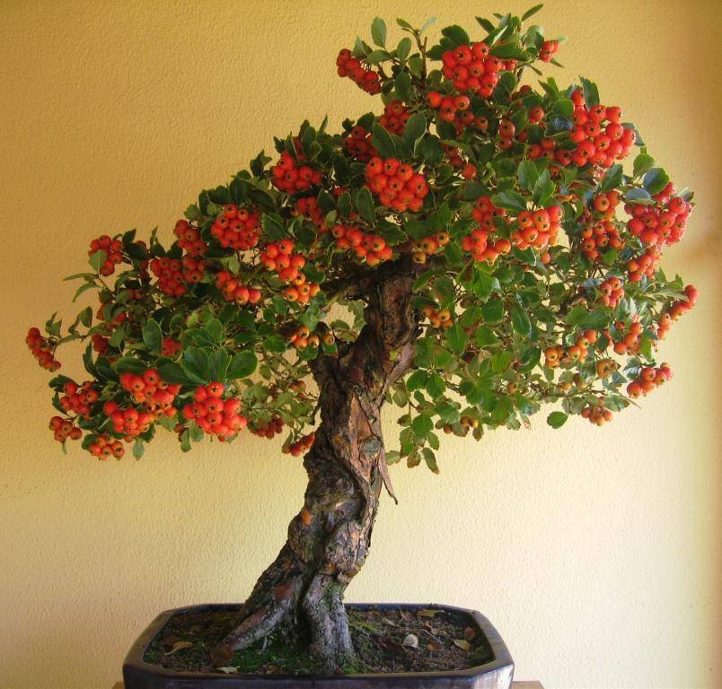 بذر بونسای (درختچه) زیبای زالزالک قرمز و زرد (Crataegus oxycantha)