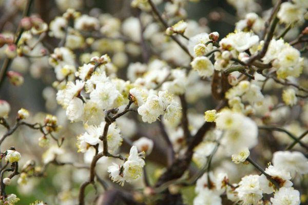 بذر درخت (بونسای) شکوفه آلو یا گل یخ PLUM
