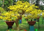 بذر درخت (بونسای) شکوفه آلو یا گل یخ PLUM