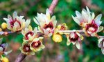 بذر درخت (بونسای) شکوفه آلو یا گل یخ PLUM