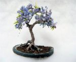 بذر درخت زیبای جاکاراندا میمسیفولیا یا درخت نورا (Jacaranda Mimosifolia)