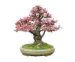 بذر درختچه زیبای زرشک (Berberis)