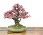 بذر درختچه زیبای زرشک (Berberis)