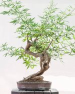 بذر درختچه زیبای پنج انگشت VITEX (گیاه جادویی زنان)