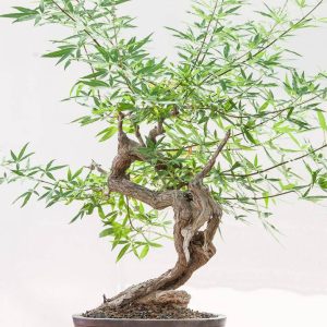بذر درختچه زیبای پنج انگشت VITEX (گیاه جادویی زنان)