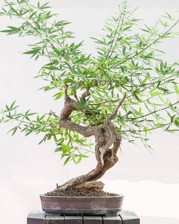 بذر درختچه زیبای پنج انگشت VITEX (گیاه جادویی زنان)