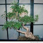 بذر درختچه زیبای پنج انگشت VITEX (گیاه جادویی زنان)