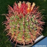 بذر انواع  گونه های کاکتوس های فرو کاکتوس (ferocactus)