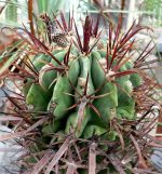 بذر انواع  گونه های کاکتوس های فرو کاکتوس (ferocactus)