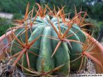بذر انواع  گونه های کاکتوس های فرو کاکتوس (ferocactus)