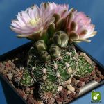 بذر انواع کاکتوس زیبای ژیمنوکالیسیوم (Gymnocalycium)