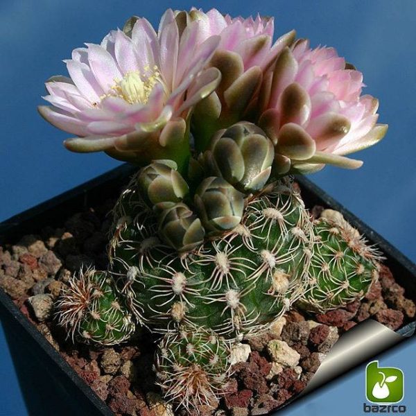 بذر انواع کاکتوس زیبای ژیمنوکالیسیوم (Gymnocalycium)