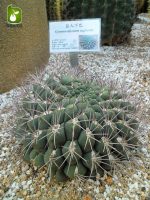 بذر انواع کاکتوس زیبای ژیمنوکالیسیوم (Gymnocalycium)