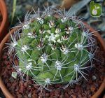 بذر انواع کاکتوس زیبای ژیمنوکالیسیوم (Gymnocalycium)