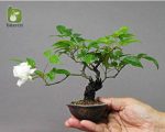 بذر گیاه زینتی و داروئی  Rosa canina (نسترن کوهی)