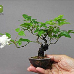 بذر گیاه زینتی و داروئی  Rosa canina (نسترن کوهی)