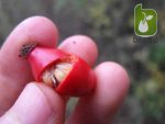 بذر گیاه زینتی و داروئی  Rosa canina (نسترن کوهی)