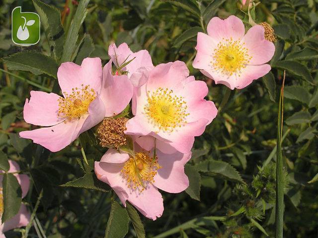 بذر گیاه زینتی و داروئی  Rosa canina (نسترن کوهی)