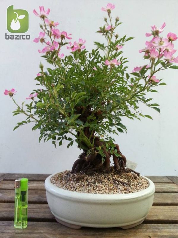 بذر گیاه زینتی و داروئی  Rosa canina (نسترن کوهی)